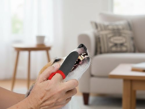 Zdrowie jamy ustnej psa – dlaczego ma większe znaczenie, niż myślisz